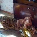 Подробнее об объявлении «Омск Пропала собака» Фото: пропала собака Такса «Омск Пропала собака» в г. Омск