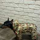 Подробнее об объявлении «Пропала собака кобель Санкт-Петербург» Фото: пропала собака Карликовый пинчер «Пропала собака кобель Санкт-Петербург» в г. Санкт-Петербург