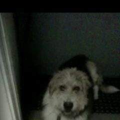 Подробнее об объявлении «Пропала собака кобель Санкт-Петербург» Фото: пропала собака  «Пропала собака кобель Санкт-Петербург» в г. Санкт-Петербург