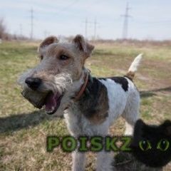 Подробнее об объявлении «Пропала собака кобель в районе крейды Белгород» Фото: пропала собака Жесткошерстый фокстерьер «Пропала собака кобель в районе крейды Белгород» в г. Белгород