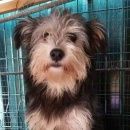 Подробнее об объявлении «Пропала собака барби маленькая собачка примерно 30 см. Санкт-Петербург» Фото: пропала собака  «Пропала собака барби маленькая собачка примерно...» в г. Санкт-Петербург