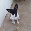 Подробнее об объявлении «Нижнекамск Пропала собака 14.07.2016» Фото: пропала собака Чихуахуа «Нижнекамск Пропала собака 14.07.2016» в г. Нижнекамск