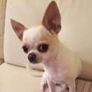 Подробнее об объявлении «Энгельс Пропала собака чихуахуа» Фото: пропала собака Чихуахуа «Энгельс Пропала собака чихуахуа» в г. Энгельс