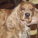 Подробнее об объявлении «Тула Пропала собака помогите найти» Фото: пропала собака Английский кокер-спаниель «Тула Пропала собака помогите найти» в г. Тула