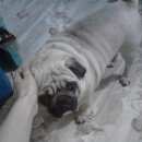 Подробнее об объявлении «Пропала собака кобель ищем уже с Йошкар-Ола» Фото: пропала собака Мопс «Пропала собака кобель ищем уже с Йошкар-Ола» в г. Йошкар-Ола