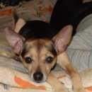 Подробнее об объявлении «Пропала собака кобель Северск» Фото: пропала собака Той-терьер «Пропала собака кобель Северск» в г. Северск