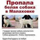 Подробнее об объявлении «Малаховка Пропала собака кобель золотистого ретривера» Фото: пропала собака Голден ретривер «Малаховка Пропала собака кобель золотистого...» в г. Малаховка