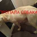 Подробнее об объявлении «Ставрополь Пропала собака» Фото: пропала собака Лабрадор ретривер «Ставрополь Пропала собака» в г. Ставрополь