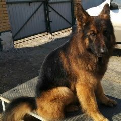 Подробнее об объявлении «Пропала собака кобель длинношерстной немецкой ов Хабаровск» Фото: пропала собака Немецкая овчарка «Пропала собака кобель длинношерстной немецкой...» в г. Хабаровск