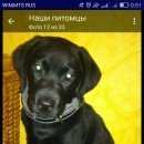 Подробнее об объявлении «Пропала собака кобель Симферополь» Фото: пропала собака Лабрадор ретривер «Пропала собака кобель Симферополь» в г. Симферополь