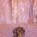 Подробнее об объявлении «Бердск Пропала собака» Фото: пропала собака Курцхаар «Бердск Пропала собака» в г. Бердск