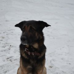 Подробнее об объявлении «Пропала собака кобель Санкт-Петербург» Фото: пропала собака Немецкая овчарка «Пропала собака кобель Санкт-Петербург» в г. Санкт-Петербург