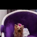 Подробнее об объявлении «Пропала собака потерялась собака Череповец» Фото: пропала собака Йоркширский терьер «Пропала собака потерялась собака Череповец» в г. Череповец