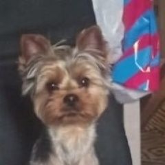 Подробнее об объявлении «Воронеж Пропала собака кобель иокширский терьер» Фото: пропала собака Йоркширский терьер «Воронеж Пропала собака кобель иокширский терьер» в г. Воронеж