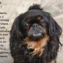Подробнее об объявлении «Воронеж Пропала собака помогите» Фото: пропала собака Пекинес «Воронеж Пропала собака помогите» в г. Воронеж