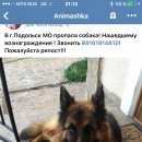 Подробнее об объявлении «Подольск Пропала собака кобель немецкая длинношерстная овчарка» Фото: пропала собака Немецкая овчарка «Подольск Пропала собака кобель немецкая...» в г. Подольск