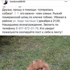 Подробнее об объявлении «Казань Пропала собака кобель» Фото: пропала собака Померанский шпиц «Казань Пропала собака кобель» в г. Казань