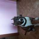 Подробнее об объявлении «Хабаровск Пропала собака кобель кличка тайсон» Фото: пропала собака Стаффордширский бультерьер «Хабаровск Пропала собака кобель кличка тайсон» в г. Хабаровск