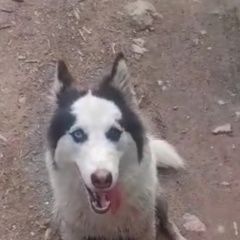 Подробнее об объявлении «Пропала собака хаски. Одинцово» Фото: пропала собака Сибирская хаски «Пропала собака хаски. Одинцово» в г. Одинцово
