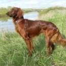Подробнее об объявлении «Добрянка Пропала собака кобель ирландский сеттер» Фото: пропала собака Ирландский сеттер «Добрянка Пропала собака кобель ирландский сеттер» в г. Добрянка