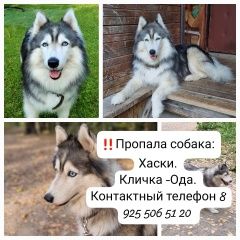 Подробнее об объявлении «Пропала собака хаски, голубоглазая девочка Правдинский» Фото: пропала собака Сибирская хаски «Пропала собака хаски, голубоглазая девочка...» в г. Правдинский