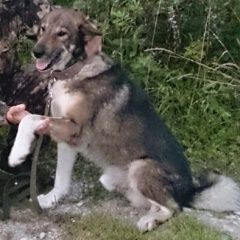 Подробнее об объявлении «Нарофоминск Пропала собака кобель метис лайки» Фото: пропала собака  «Нарофоминск Пропала собака кобель метис лайки» в г. Нарофоминск