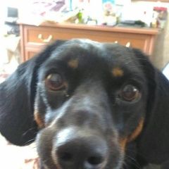 Подробнее об объявлении «Улан-Удэ Пропала собака кобель» Фото: пропала собака Такса «Улан-Удэ Пропала собака кобель» в г. Улан-Удэ