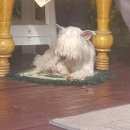 Подробнее об объявлении «Калтан Пропала собака кобель любимый щенок» Фото: пропала собака Китайская хохлатая собака «Калтан Пропала собака кобель любимый щенок» в г. Калтан