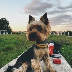 Подробнее об объявлении «Пропала собака кобель Кострома» Фото: пропала собака Йоркширский терьер «Пропала собака кобель Кострома» в г. Кострома