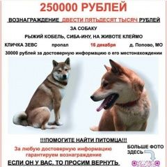 Подробнее об объявлении «Пропала собака кобель сиба - ину Чехов» Фото: пропала собака  «Пропала собака кобель сиба - ину Чехов» в г. Чехов