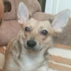 Подробнее об объявлении «Пропала собака Самара» Фото: пропала собака  «Пропала собака Самара» в г. Самара