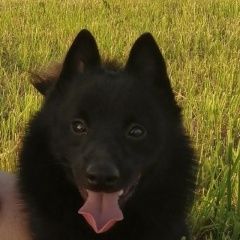 Подробнее об объявлении «Рыбинск Пропала собака кобель sos» Фото: пропала собака  «Рыбинск Пропала собака кобель sos» в г. Рыбинск