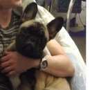 Подробнее об объявлении «Челябинск Пропала собака кобель» Фото: пропала собака Французский бульдог «Челябинск Пропала собака кобель» в г. Челябинск