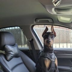 ����: ������� ������ �������� ����� ������� ������ ������� � �. ����