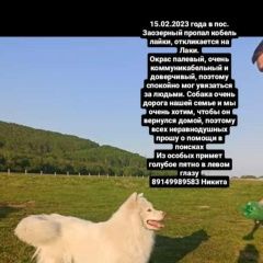 Подробнее об объявлении «Пропала собака кобель Петропавловск-Камчатский» Фото: пропала собака  «Пропала собака кобель Петропавловск-Камчатский» в г. Петропавловск-Камчатский
