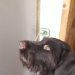 Подробнее об объявлении «Пропала собака кобель немецкая легавая Ломоносов» Фото: пропала собака Дратхаар «Пропала собака кобель немецкая легавая Ломоносов» в г. Ломоносов