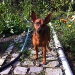 Подробнее об объявлении «Пропала собака кобель породы цвергпинчер Дзержинск» Фото: пропала собака  «Пропала собака кобель породы цвергпинчер Дзержинск» в г. Дзержинск