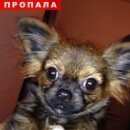 Подробнее об объявлении «Пропала собака Чехов» Фото: пропала собака  «Пропала собака Чехов» в г. Чехов
