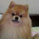 Подробнее об объявлении «Магнитогорск Пропала собака кобель» Фото: пропала собака Немецкий шпиц «Магнитогорск Пропала собака кобель» в г. Магнитогорск