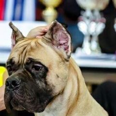 Подробнее об объявлении «Подольск Пропала собака кобель мальчик кане корсо» Фото: пропала собака Кане-корсо «Подольск Пропала собака кобель мальчик кане корсо» в г. Подольск