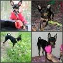 Подробнее об объявлении «Пропала собака той-терьер Санкт-Петербург» Фото: пропала собака Той-терьер «Пропала собака той-терьер Санкт-Петербург» в г. Санкт-Петербург