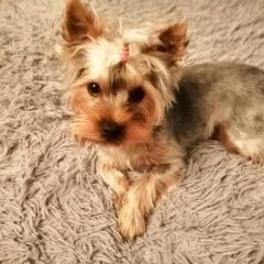 Подробнее об объявлении «Анапа Пропала собака йоркширский терьер ст. анапская( )» Фото: пропала собака Йоркширский терьер «Анапа Пропала собака йоркширский терьер ст....» в г. Анапа