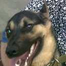 Подробнее об объявлении «Пропала собака кобель помогите найти Симферополь» Фото: пропала собака Немецкая овчарка «Пропала собака кобель помогите найти Симферополь» в г. Симферополь