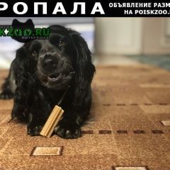 Подробнее об объявлении «Пропала собака Москва» Фото: пропала собака Русский охотничий спаниель «Пропала собака Москва» в г. Москва