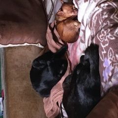 Подробнее об объявлении «Новороссийск Пропала собака кобель той-терьер мини» Фото: пропала собака Той-терьер «Новороссийск Пропала собака кобель той-терьер мини» в г. Новороссийск