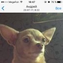 Подробнее об объявлении «Пропала собака Санкт-Петербург» Фото: пропала собака Русский той-терьер «Пропала собака Санкт-Петербург» в г. Санкт-Петербург