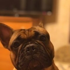 Подробнее об объявлении «Пропала собака кобель французского бульдога. Солнечногорск» Фото: пропала собака Французский бульдог «Пропала собака кобель французского бульдога....» в г. Солнечногорск