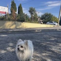 Подробнее об объявлении «Пропала собака кобель белый шпиц Ростов-на-Дону» Фото: пропала собака Немецкий шпиц «Пропала собака кобель белый шпиц Ростов-на-Дону» в г. Ростов-на-Дону