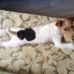 Подробнее об объявлении «Пропала собака Хабаровск» Фото: пропала собака Фокстерьер «Пропала собака Хабаровск» в г. Хабаровск