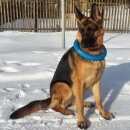 Подробнее об объявлении «Пропала собака немецкая овчарка Можайск» Фото: пропала собака Немецкая овчарка «Пропала собака немецкая овчарка Можайск» в г. Можайск